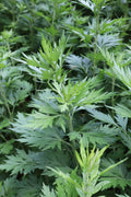 Mugwort Live Plant (Artemisia vulgaris) 12–16" Bareroot – Medicinal Herb, Dream Herb