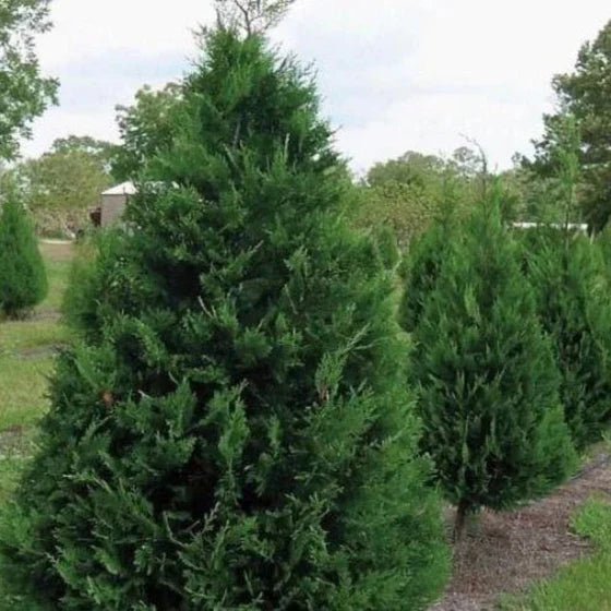Murray Leyland Cypress Tree (Cupressocyparis leylandii ‘Murray’) - 2.5in Pot
