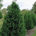 Murray Leyland Cypress Tree (Cupressocyparis leylandii ‘Murray’) - 2.5in Pot