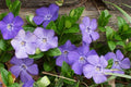 Vinca Minor Bare Root Plants | 50 Live Dwarf Periwinkle Ground Cover (Shade Tolerant, Deer Resistant, Fast Spreading)
