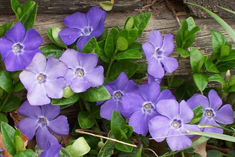 Vinca Minor Bare Root Plants | 50 Live Dwarf Periwinkle Ground Cover (Shade Tolerant, Deer Resistant, Fast Spreading)