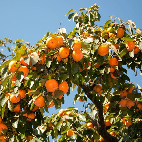 American Persimmon (Diospyros virginiana) – 2 Live Bare-Root Seedlings, 6–12" Dormant