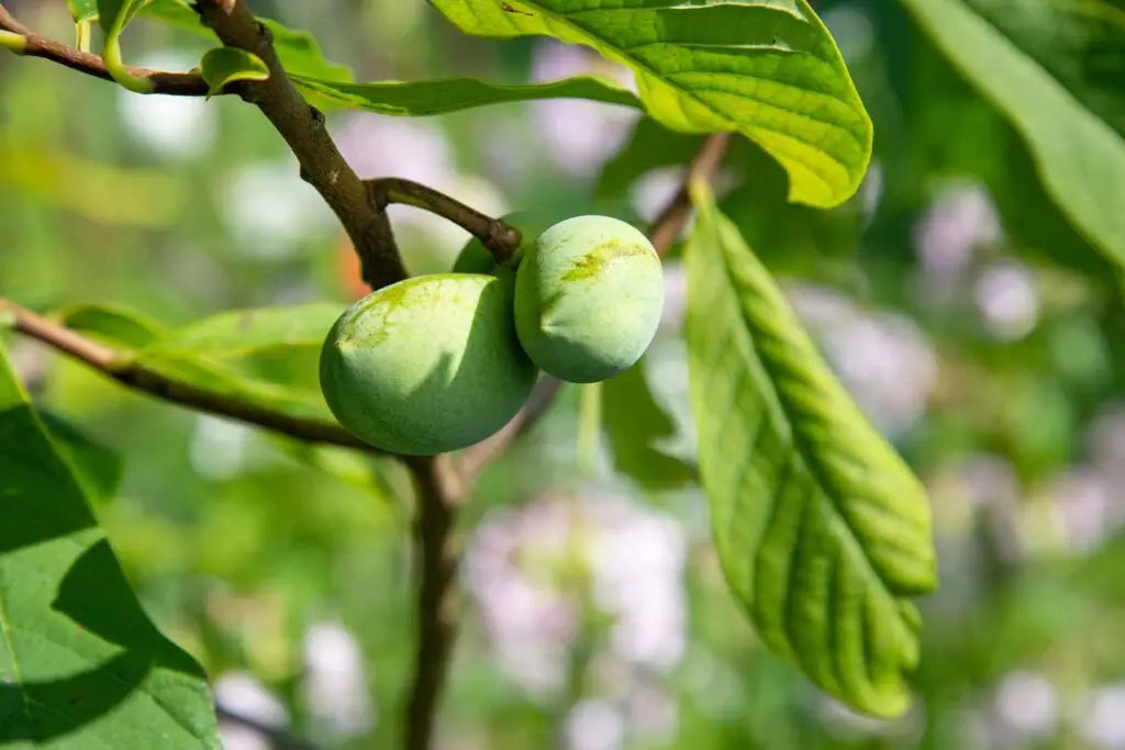 Pawpaw Trees (Asimina triloba) - 2 Bare-Root Seedlings 6-12" | Cold Hardy Native Fruit Tree