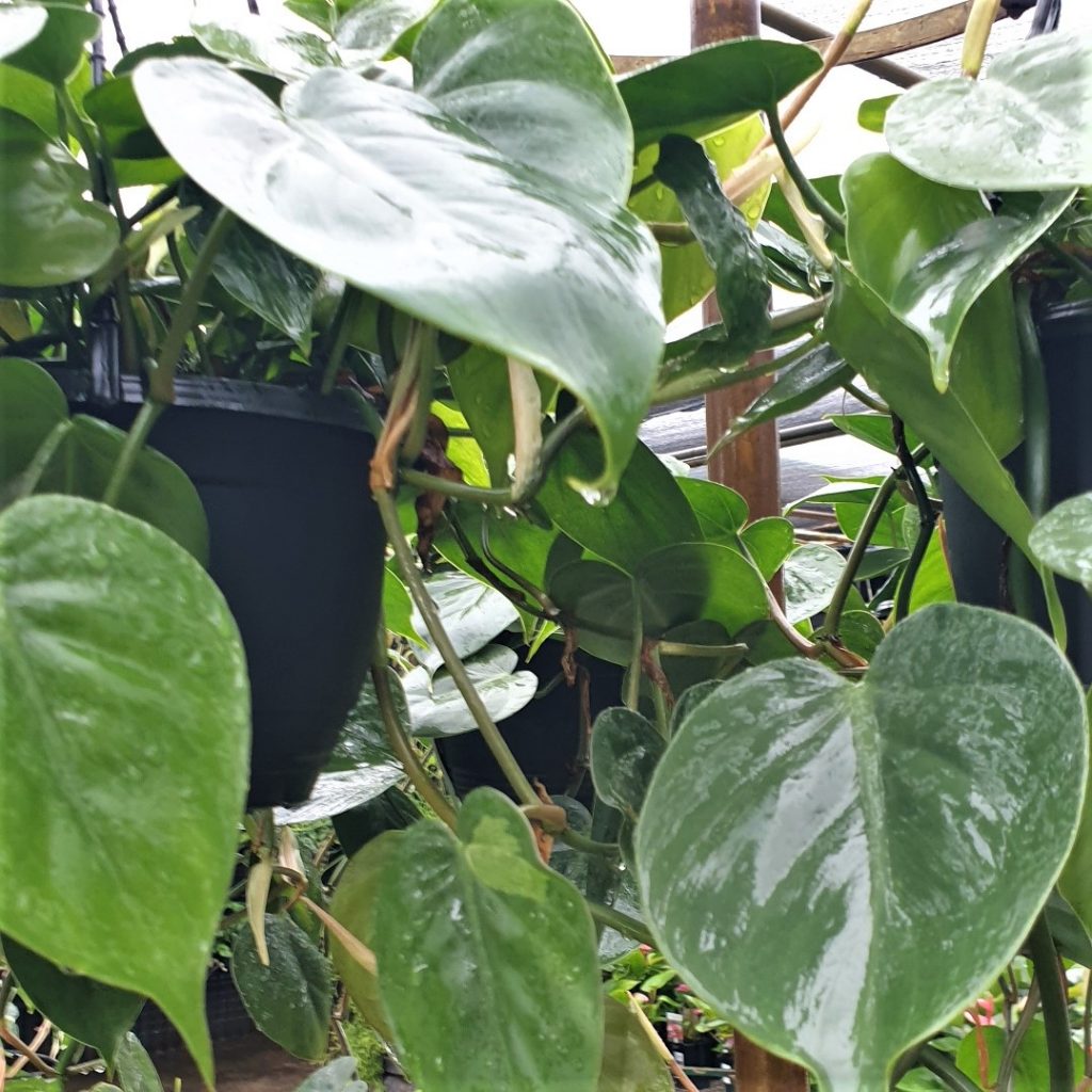 Philodendron Cordatum Heartleaf Rooted Cutting – Live Indoor Houseplant