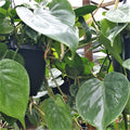 Philodendron Cordatum Heartleaf Rooted Cutting – Live Indoor Houseplant