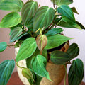 Philodendron Micans Velvet Leaf – Rooted Starter Plant, Bare-Root Ready