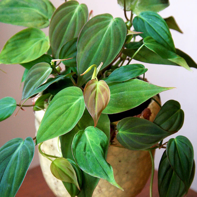 Philodendron Micans Velvet Leaf – Rooted Starter Plant, Bare-Root Ready