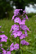 Sweet William Bulbs (Phlox maculata) - 10 Live Bulbs / Bare Root Perennials