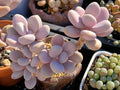 Pink Moonstone Pachyphytum oviferum Bare Root Succulent | Rare Moonstone Plant