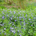 Vinca Major Rooted Cuttings 10-Pack - Periwinkle Ground Cover, 5-10" Each