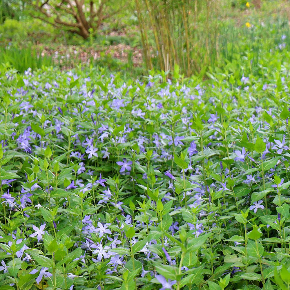 Vinca Major Rooted Cuttings 10-Pack - Periwinkle Ground Cover, 5-10" Each