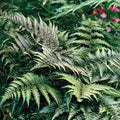 Japanese Painted Ferns (Athyrium niponicum) - 3 Bare Root Plants, 2" Tall, Shade Perennial