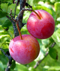6 Organic Plum Tree Cuttings - Unrooted Prunus domestica or salicina for Grafting or Rooting