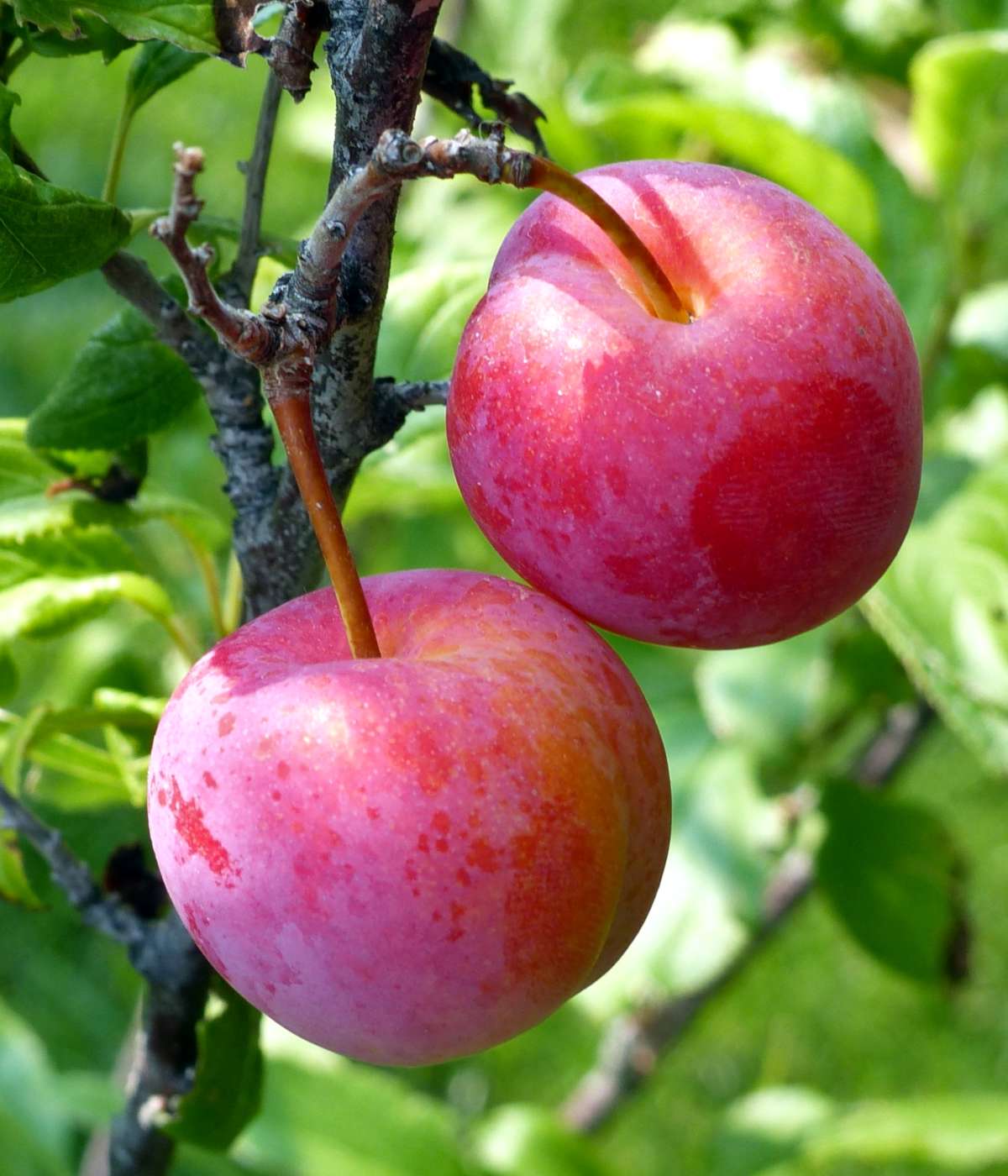6 Organic Plum Tree Cuttings - Unrooted Prunus domestica or salicina for Grafting or Rooting