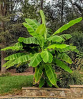 Musa basjoo Banana – Bare Root Starter Plant | Cold Hardy Ornamental Banana
