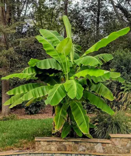 Musa basjoo Banana – Bare Root Starter Plant | Cold Hardy Ornamental Banana