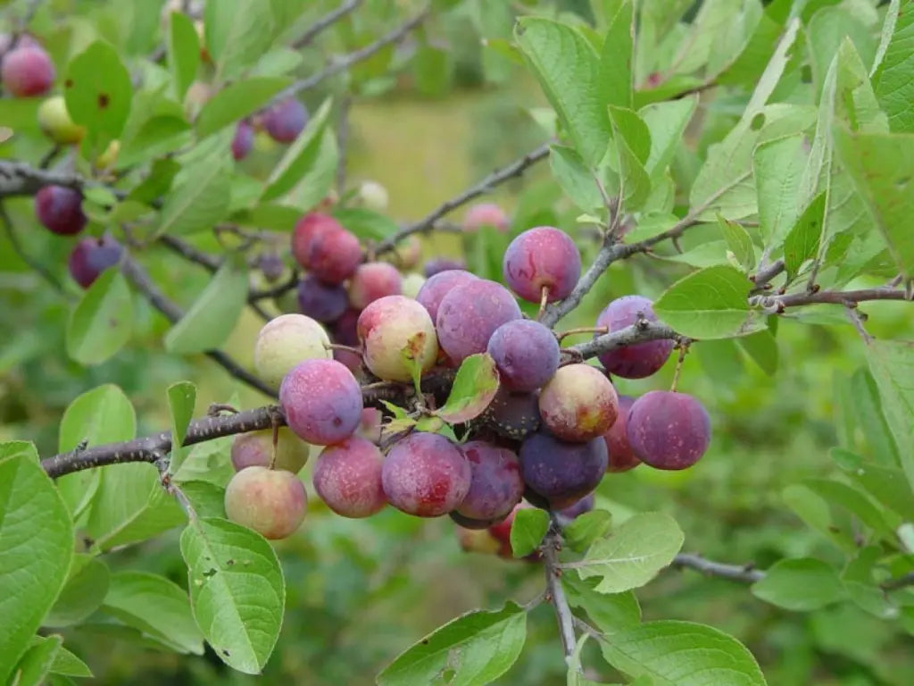 Beach Plum Tree (Prunus maritima) - 1 ft Live Plant, Deer Resistant, Native Edible Fruit