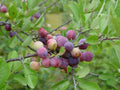 Beach Plum Tree (Prunus maritima) - 1 ft Live Plant, Deer Resistant, Native Edible Fruit