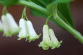 Solomon’s Seal Polygonatum biflorum Bare Root - 5 Plants for Shade Gardens