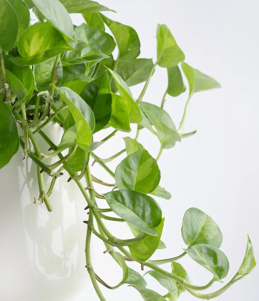 Global Green Pothos Rooted Starter Plant | Epipremnum aureum Variegated, 2" Pot