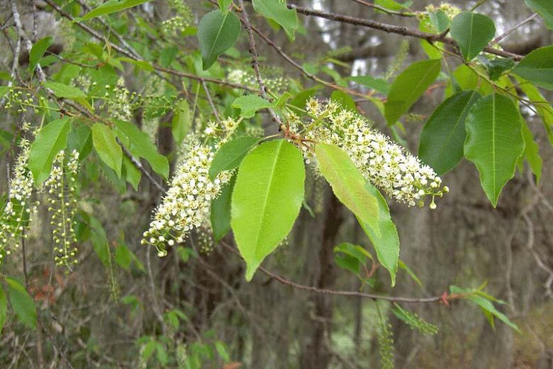 Cherry Laurel Seedlings (Prunus laurocerasus) – 2 Bare-Root 1–2 ft Evergreen Privacy Plants