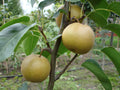 Japanese Pear Cutting (Pyrus pyrifolia Nashi) – 1 Fresh Unrooted Cutting for Rooting or Grafting