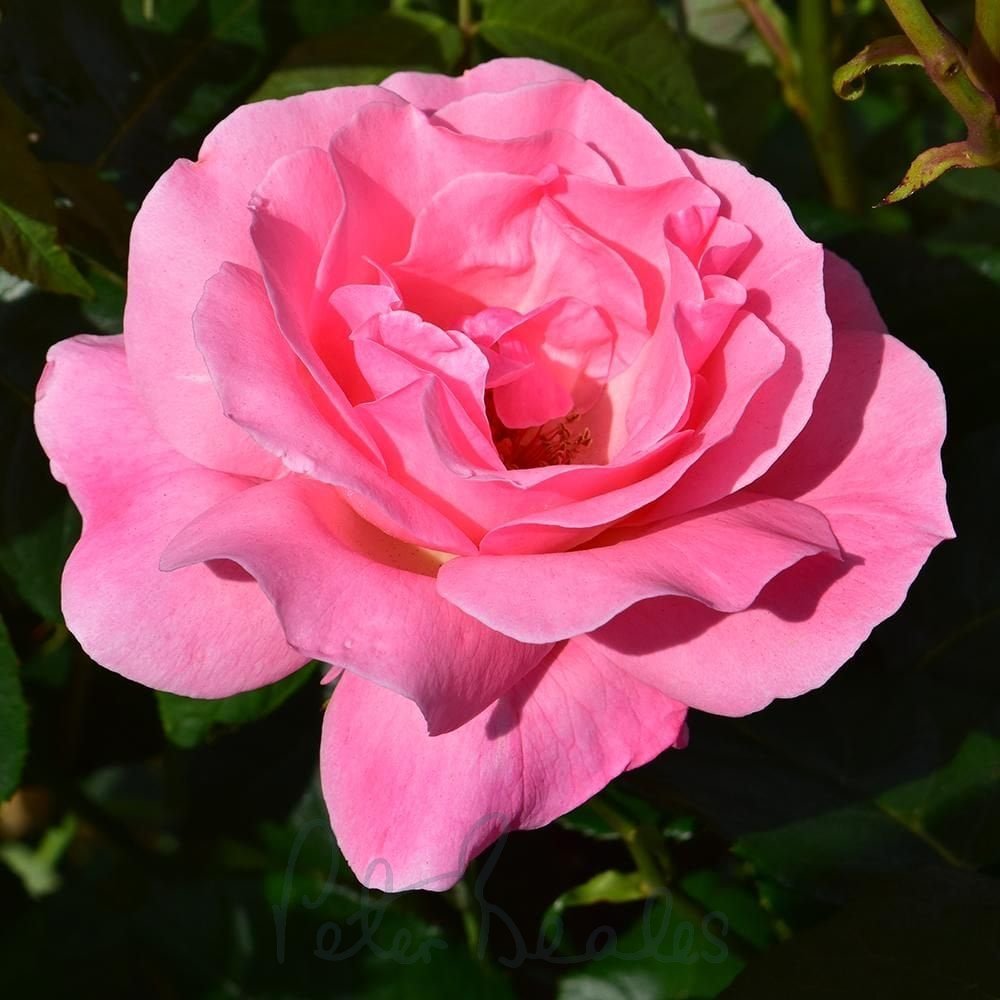 Queen Elizabeth Rose Cuttings (Rosa ‘Queen Elizabeth’) – 3 Unrooted Fresh Cuttings for Rooting or Grafting