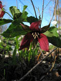 Red Trillium Bulbs (Trillium erectum) - 10 Bare Root Native Perennial for Shade Gardens