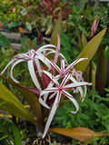 Queen Emma Purple Crinum Lily (Crinum augustum) - 2 Bare Root Bulbs 6–8"