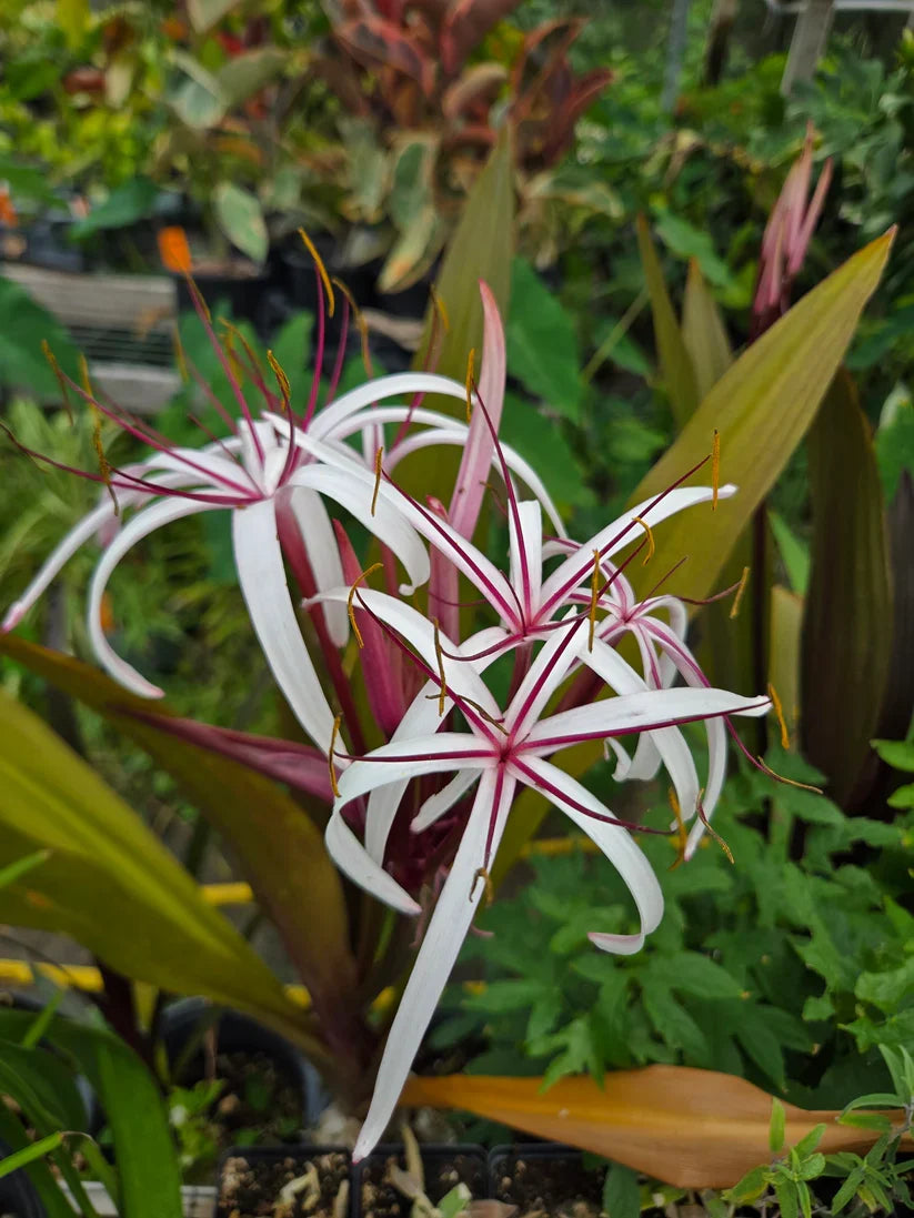 Queen Emma Purple Crinum Lily (Crinum augustum) - 2 Bare Root Bulbs 6–8"