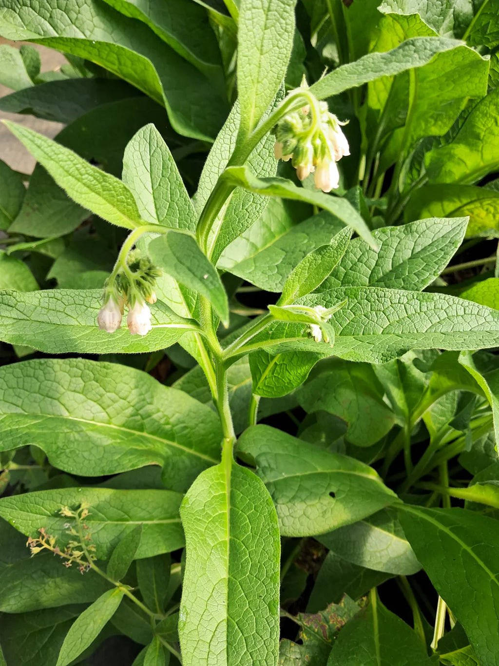 12 Bocking #4 Comfrey Root Cuttings (3") – Sterile Perennial Medicinal Herb, Bare Root