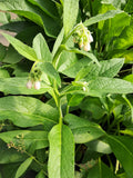 12 Bocking #4 Comfrey Root Cuttings (3") – Sterile Perennial Medicinal Herb, Bare Root