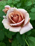 Koko Loko Rose - Bare Root Starter Floribunda Rose, 3–4 ft, Chocolate-Moca to Lavender, Repeats All Season