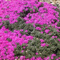 Creeping Ice Plant Cuttings - 5 Unrooted 3-6" Purple/Pink Drought-Tolerant Ground Cover