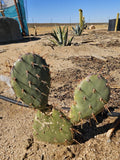 Coastal Prickly Pear Succulent - 2 Pads - Opuntia Littoralis - Drought-Tolerant Cactus for Home Garden or Indoor Decor