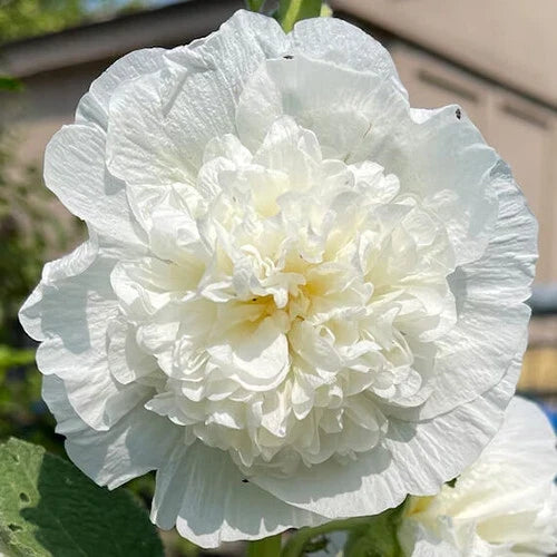 Hollyhock Seeds | Heirloom 5" Double White Flowers | Chaters Double White | Alcea rosea