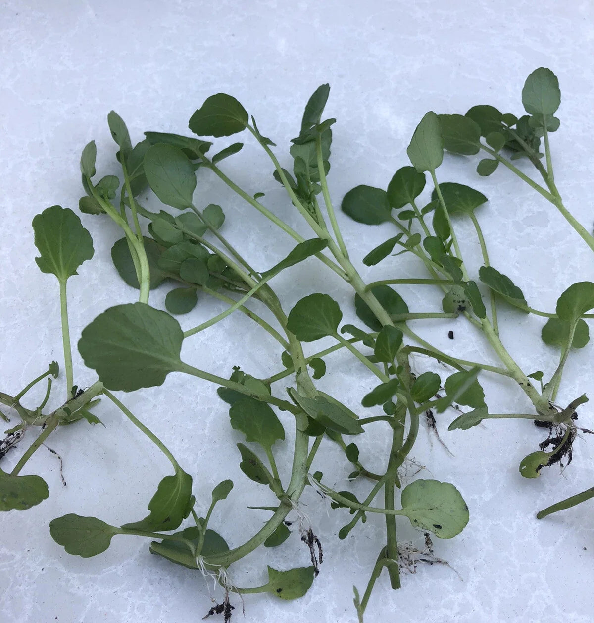 Fresh Watercress Plants with Roots - Live Vegetables Ready to Plant - Nutrient-Rich Watercress (Nasturtium officinale)