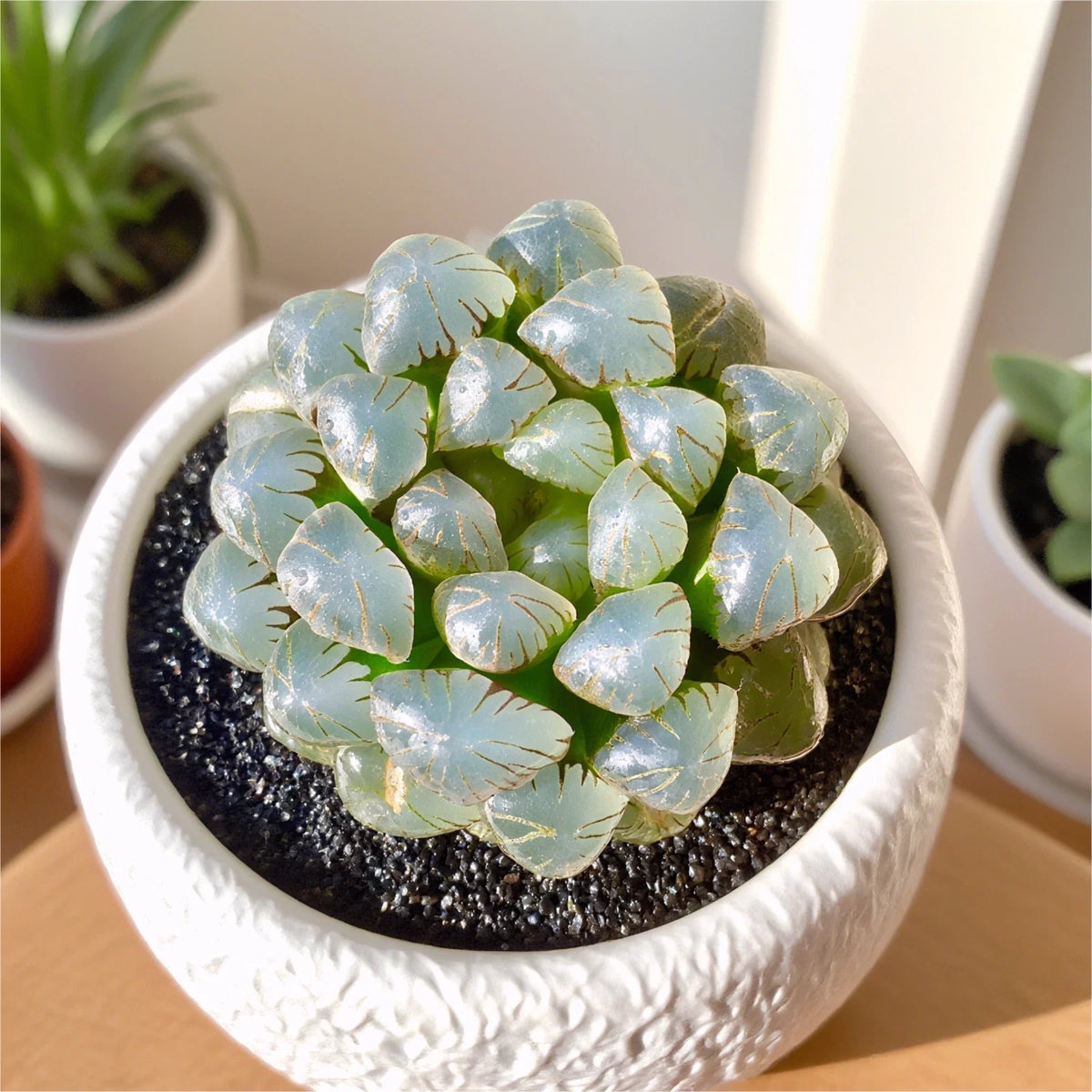 Rare Succulent Plant - 2.4" Haworthia Cooperi Ice Lantern - Bare Root Soilless Potting, Unique Variety for Home & Office Decor