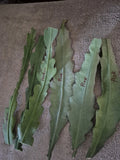 Epiphyllum Orchid Cactus Cuttings (6) Live Plant White and Pink Crenatus - Unique Succulent Garden Starter