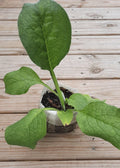 Comfrey Bocking 14 Root Cutting (Symphytum × uplandicum) — Organic Bare Root Starter Plant