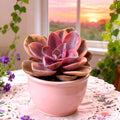 Echeveria Rainbow Variegated 3” Bare Root | Rare Indoor Succulent