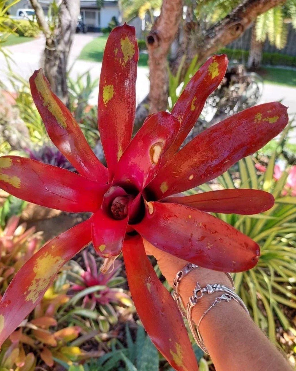 Bromeliad Neoregelia Gazpacho Live Bareroot Plant – Colorful Rosette Bromeliad