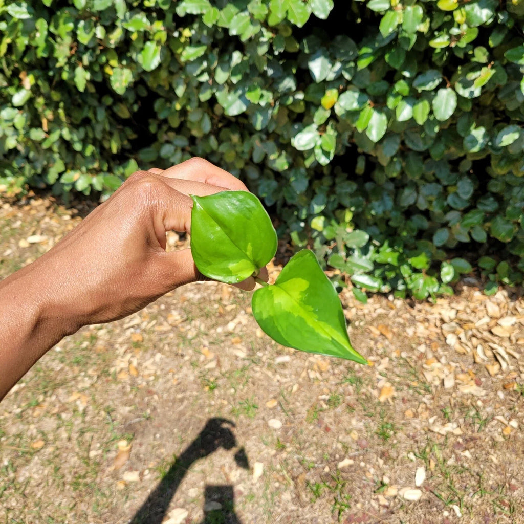 Global Green Pothos Rooted Cutting | Epipremnum aureum - Fully Rooted Indoor Plant