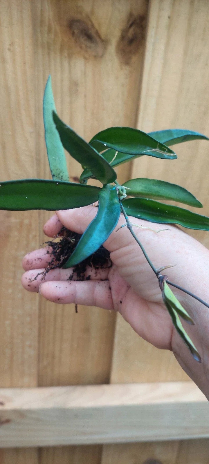 Hoya wayetii Rooted Plant Bareroot – Easy-Care Tropical Wax Plant for Hanging Baskets