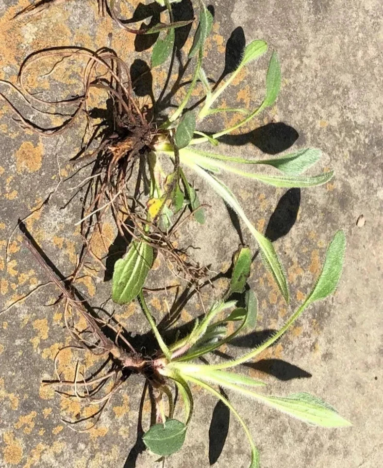 Black-Eyed Susan Plants (Rudbeckia hirta) Bare Root – 3 Plants