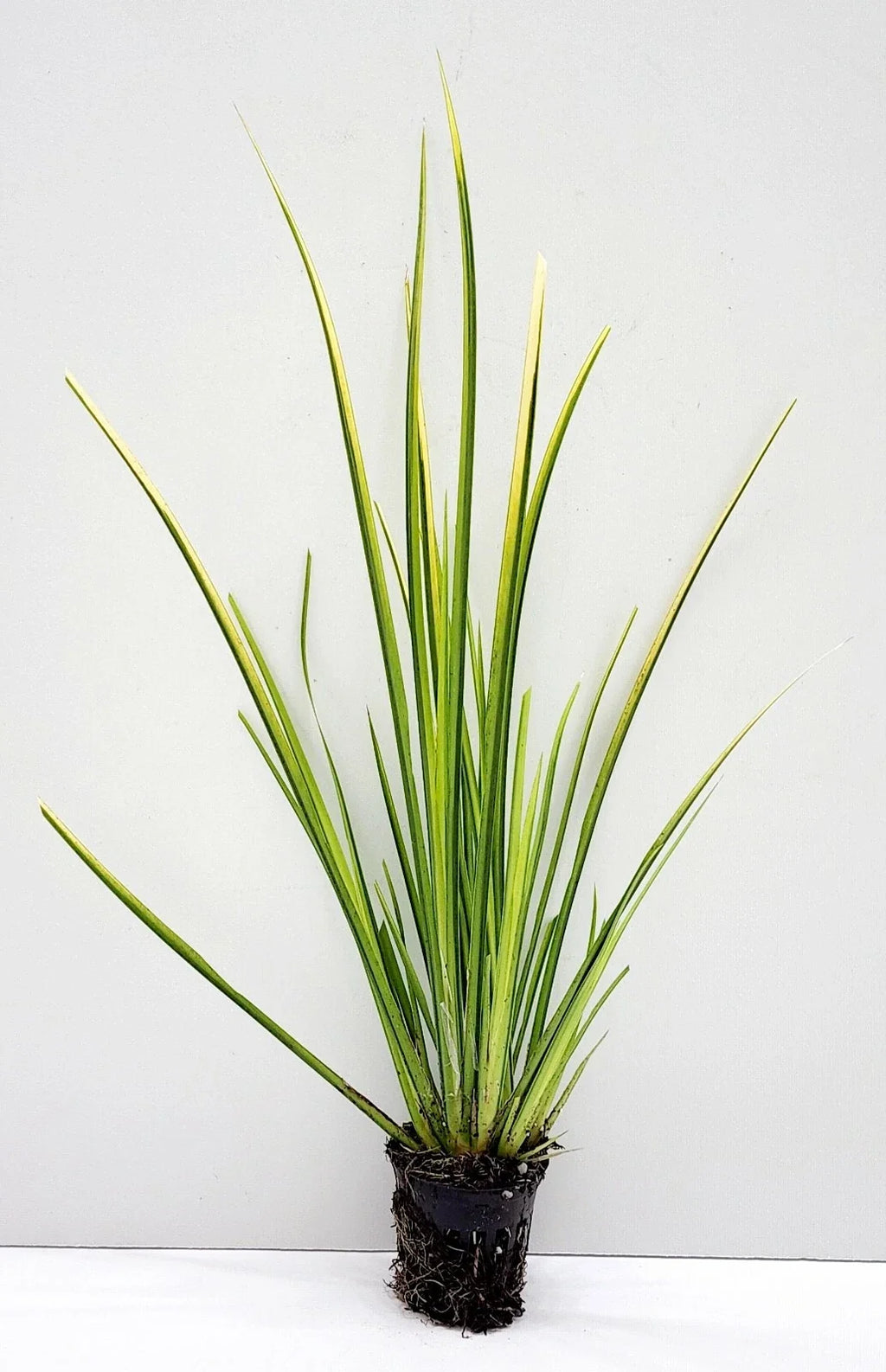 Acorus gramineus ‘Ogon’ Golden Sweet Flag - Live Bareroot, Hardy Water Garden Plant