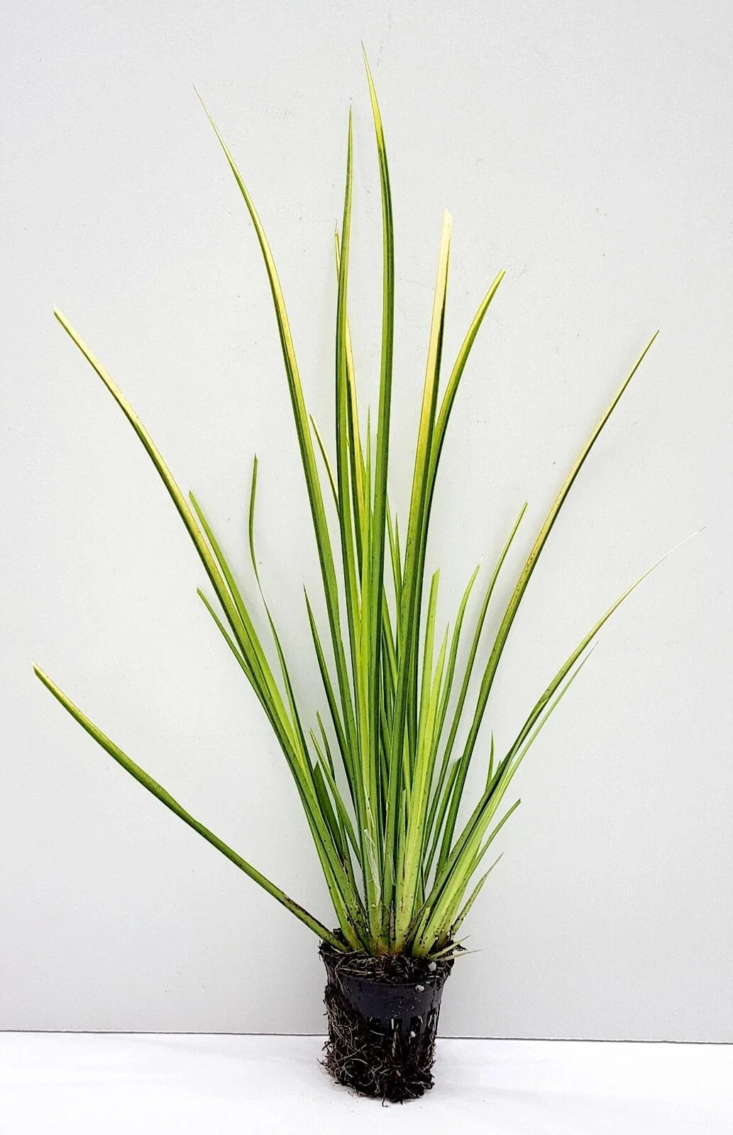Acorus gramineus ‘Ogon’ Golden Sweet Flag - Live Bareroot, Hardy Water Garden Plant