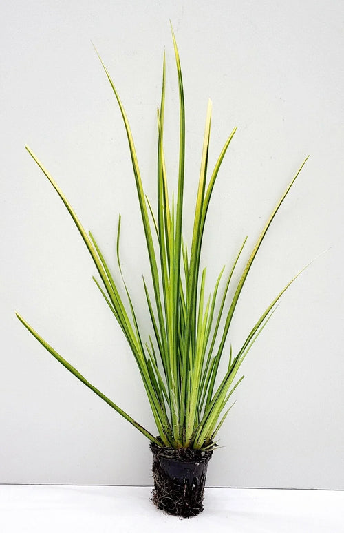 Acorus gramineus ‘Ogon’ Golden Sweet Flag - Live Bareroot, Hardy Water Garden Plant
