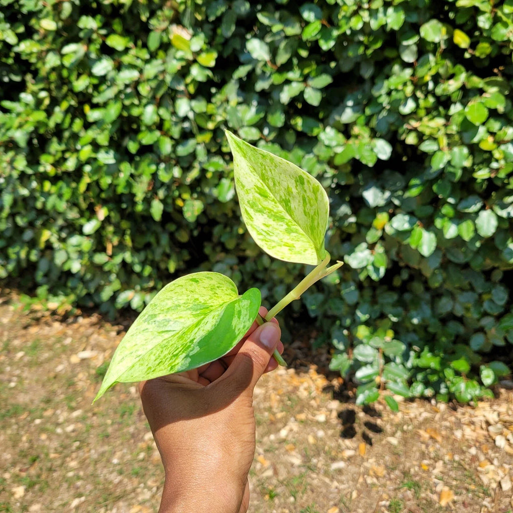 Marble Queen Pothos Rooted Cutting - Variegated Epipremnum Aureum Indoor Houseplant