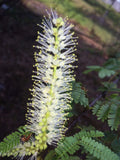Mimosa Tenuiflora Seeds Pods - 10 Seeds - Drought-Resistant Plant for 2024 Season - Mimosa Hostilis